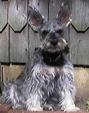 Rascal source pup